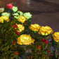 🌹🌞 50% RABATT! Rosformad Solcellslampa för Trädgård